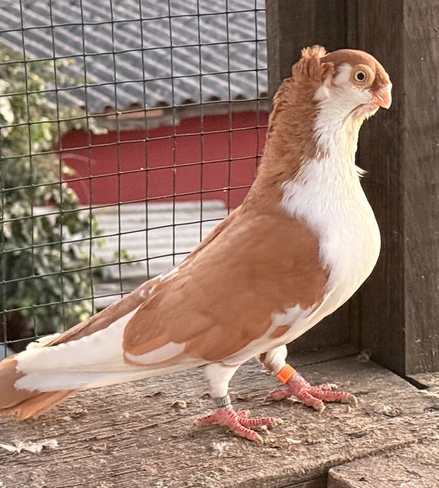 Porumbei jucatori galateni