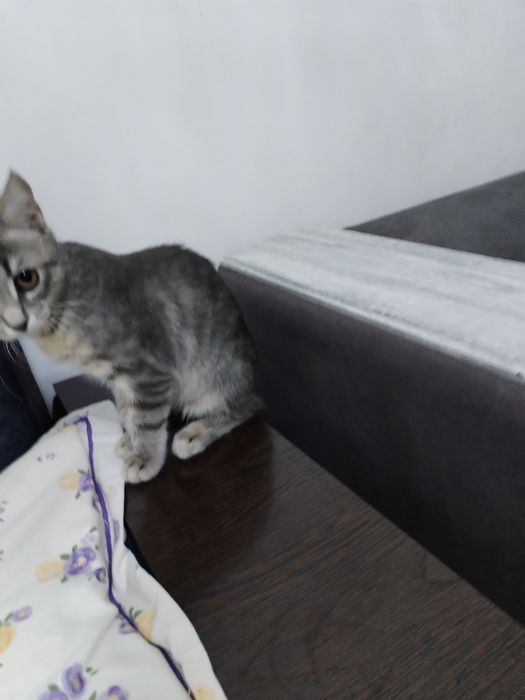 Отдаю котёнка в добрые руки