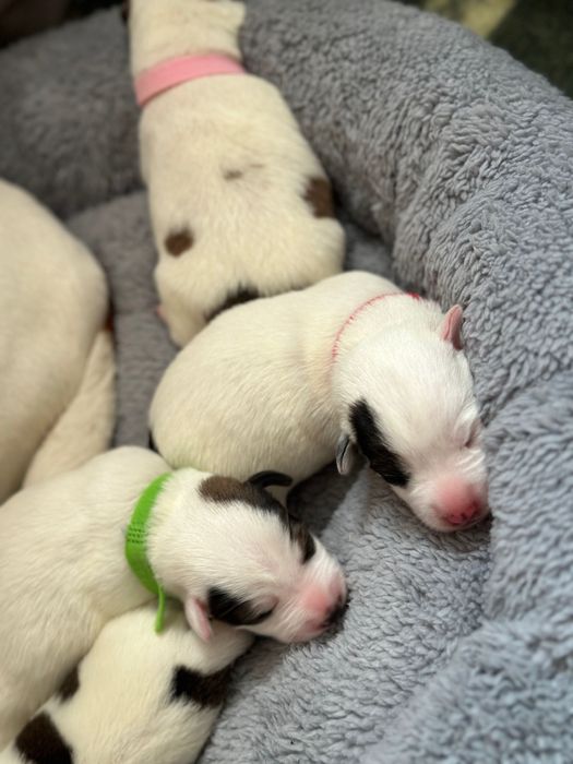 Джек Рассел терьер