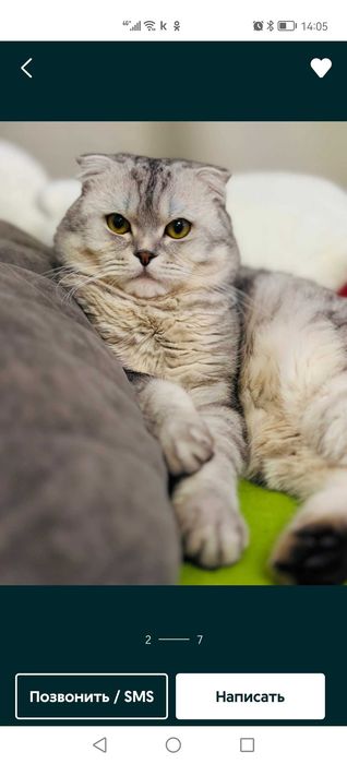 Котенок скоттиш страйт