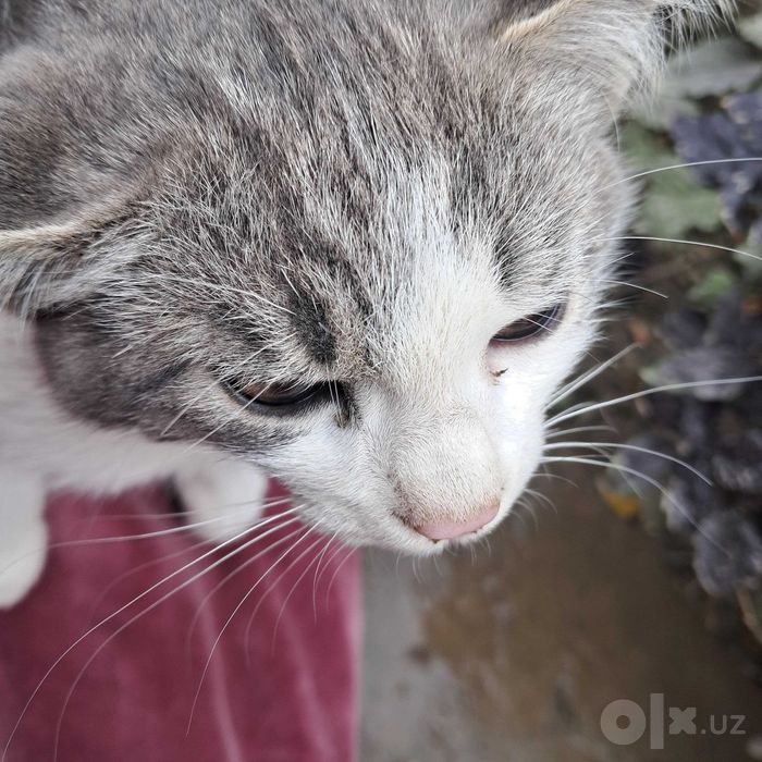 Котята отдается в добрые руки