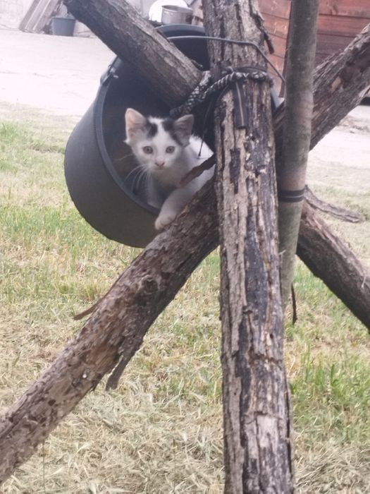 Подарявам шарени котенца