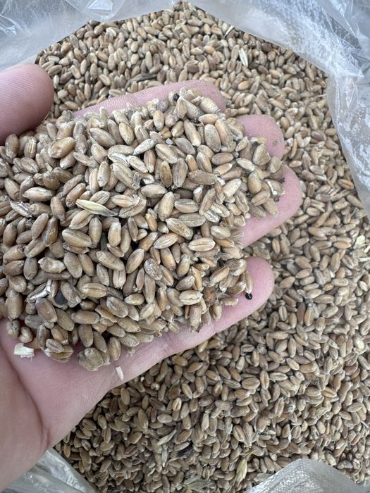 Пшеница неклассная,