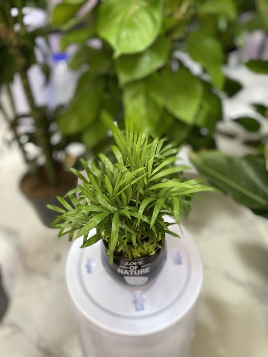 Цветы для дома и офиса. В скидочных ценах