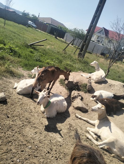 Vând capre de rasă