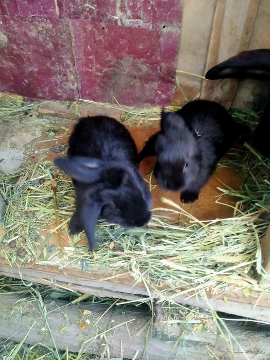 Продам кроликов 10.000 тенге