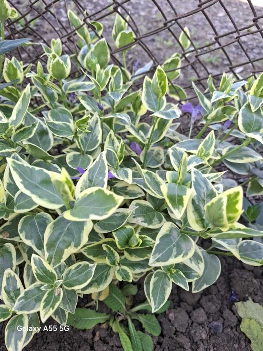 Пъстролистна и Зелена Винка Минор