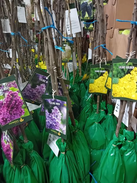 Pomi fructiferi si arbuști