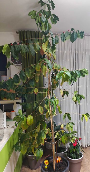 Arborea cafea roditor