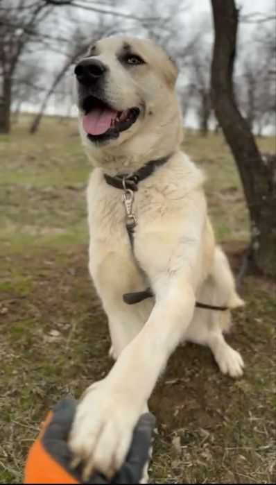 Не покупай! Возьми с приюта!