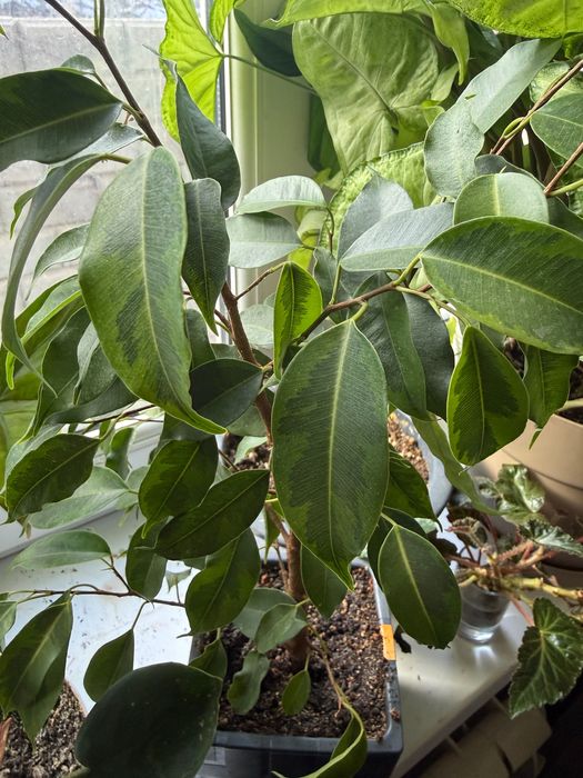 Комнатные растения