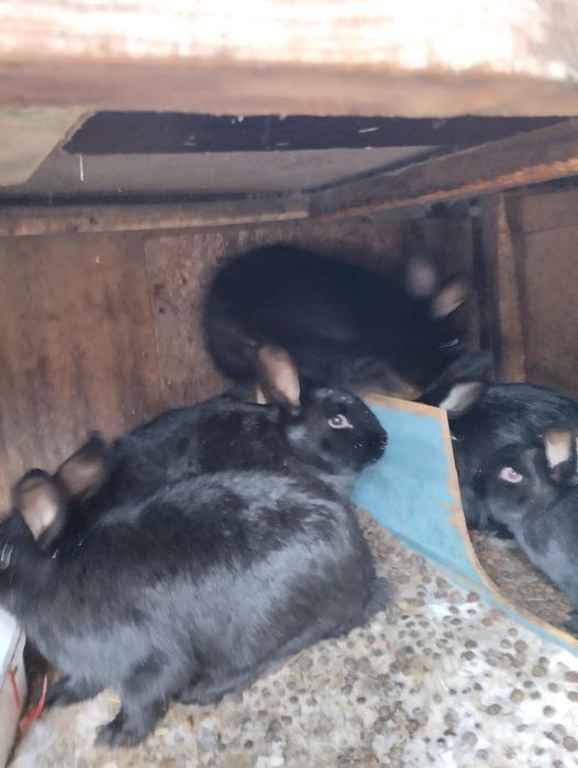 Крольчихи мододые