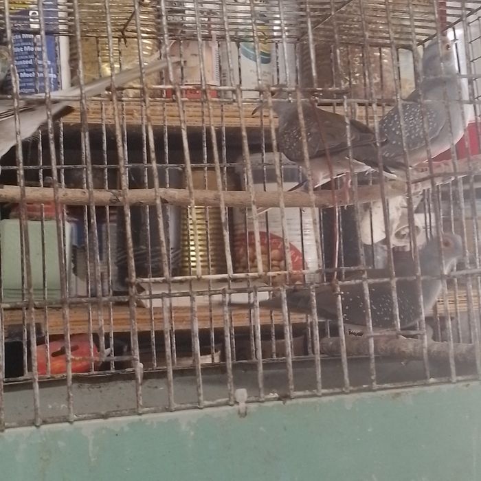 диамантени гугутки