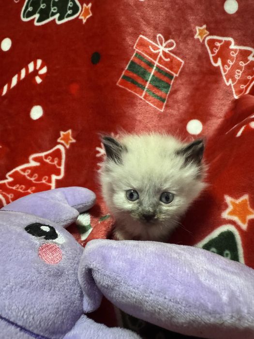 Продаются котята