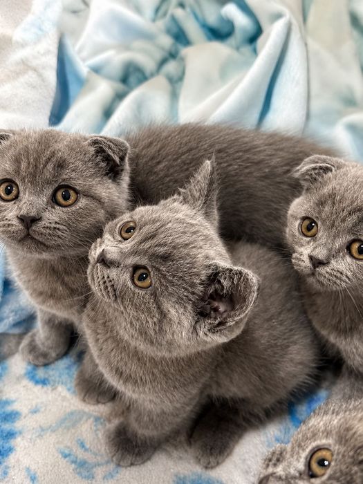 шотландски клепоухи