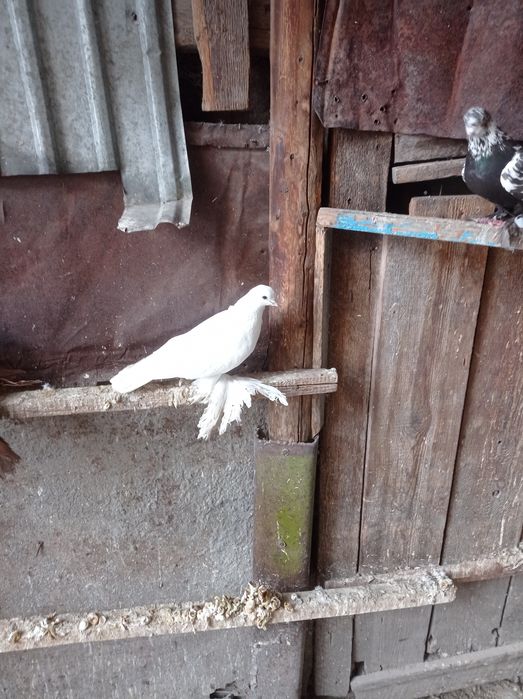 Голуби молодеж самка