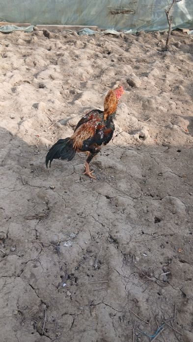 Дакан хуроз ва товук