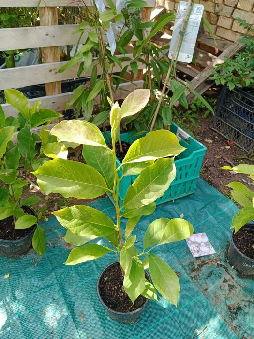 Магнолия - Magnolia НАЛИЧНИ 21 ВИДА Студоустoйчиви