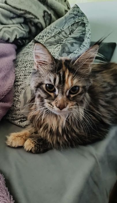 Котёнок Мейн Кун