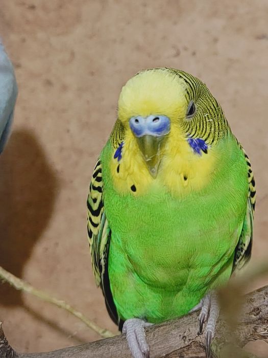 Продам попугай 2 зеленых