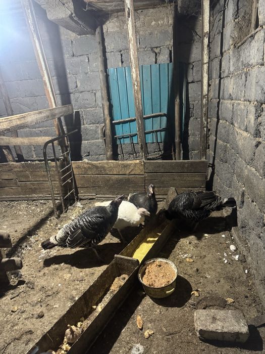 Күрке тауық сатамын