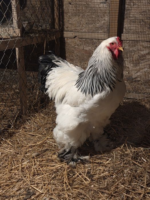 Oua Brahma HD incubat disponibile