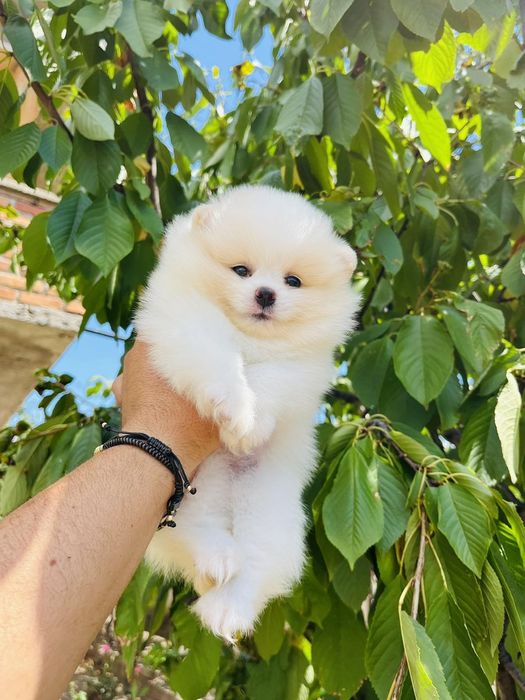 Померан померанче