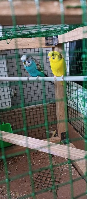 Vplnistiy papugaylar