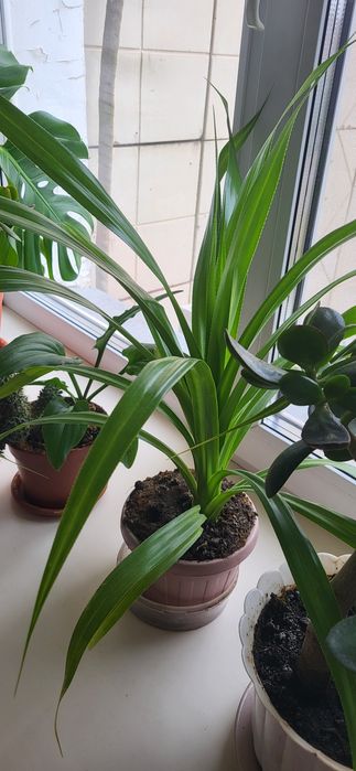 Комнатный цветок