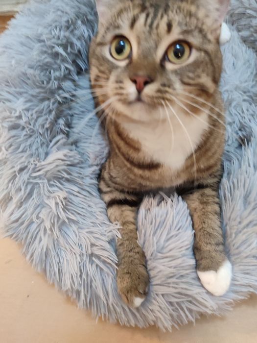 Очаровательный котик Тимур ищет дом.