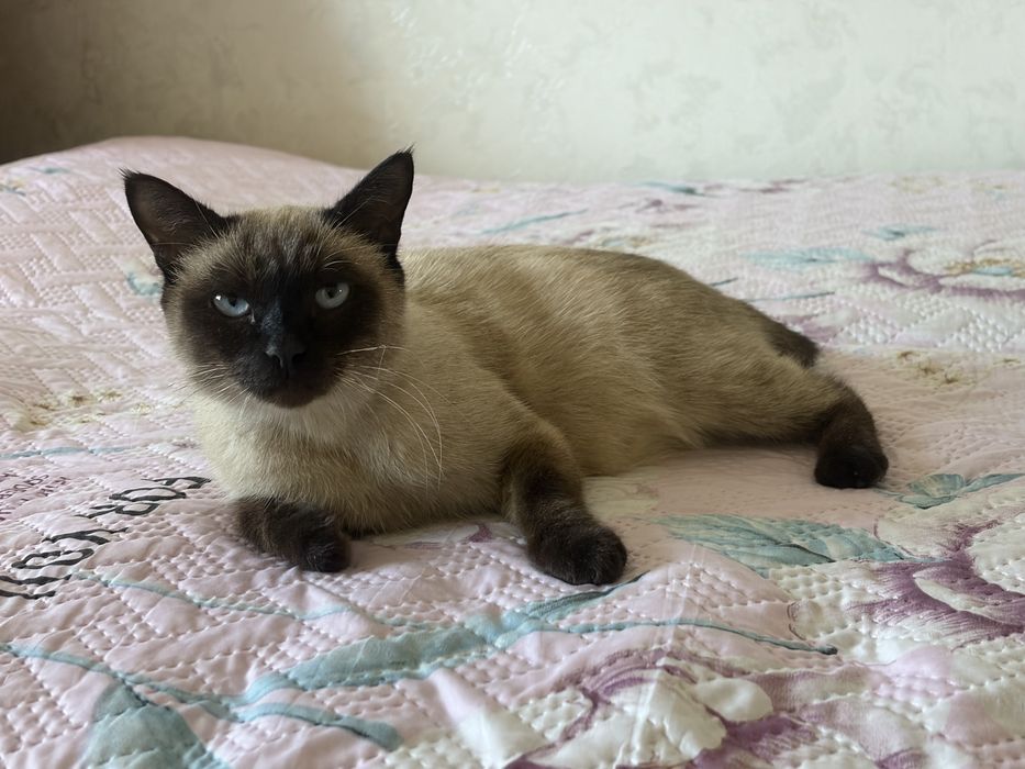 Кошка хорошый руки одтам