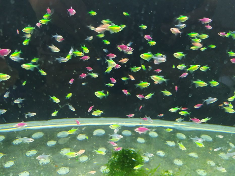 Продам рыбок и растения без со2