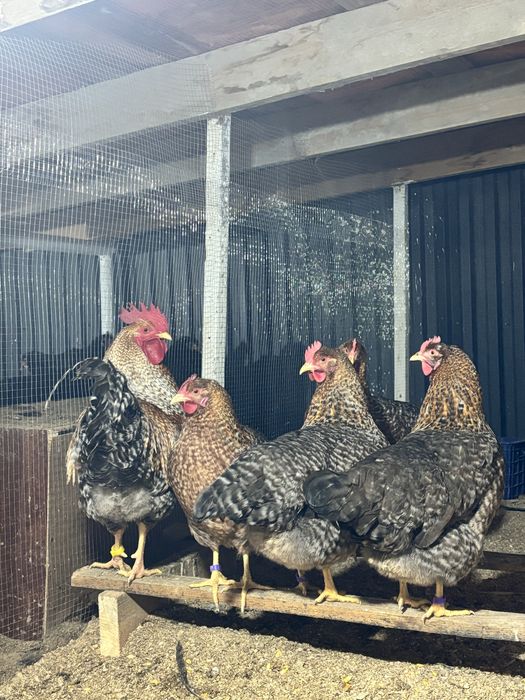 Билефильдер инкубациялық жұмыртқалары