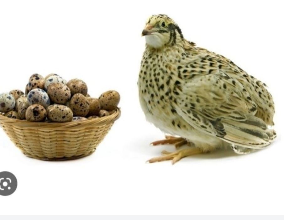 Бодене енді жұмыртқаға кірген