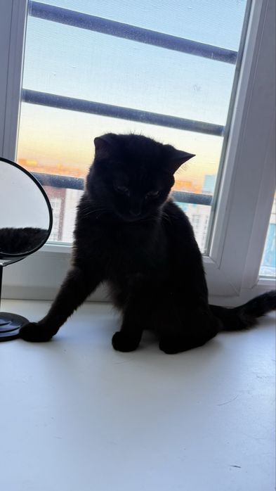 Продам кота стерил