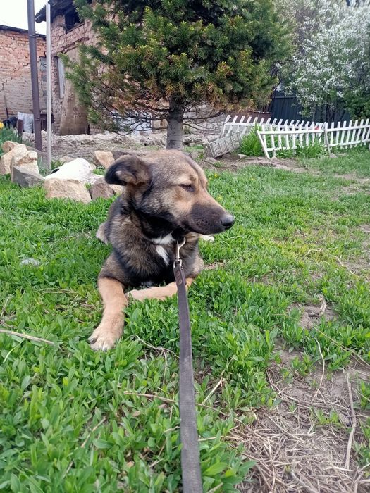 Собаке нужен дом