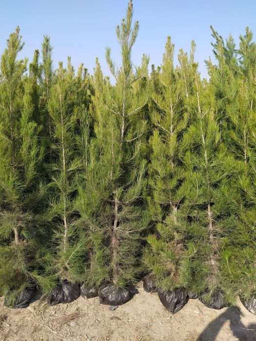 Яшил макон лойихаси учун арзон кучатлар