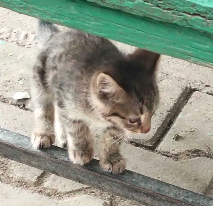 Котенок в добрые руки