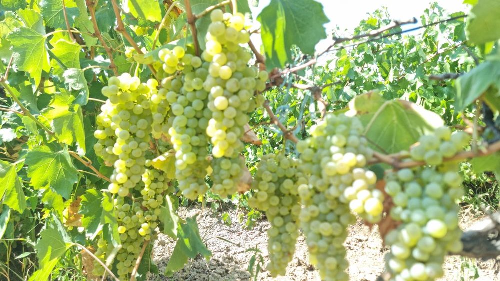 Struguri de vin din vrancea