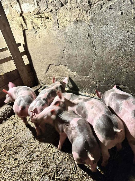 De vânzare tot ce se vede