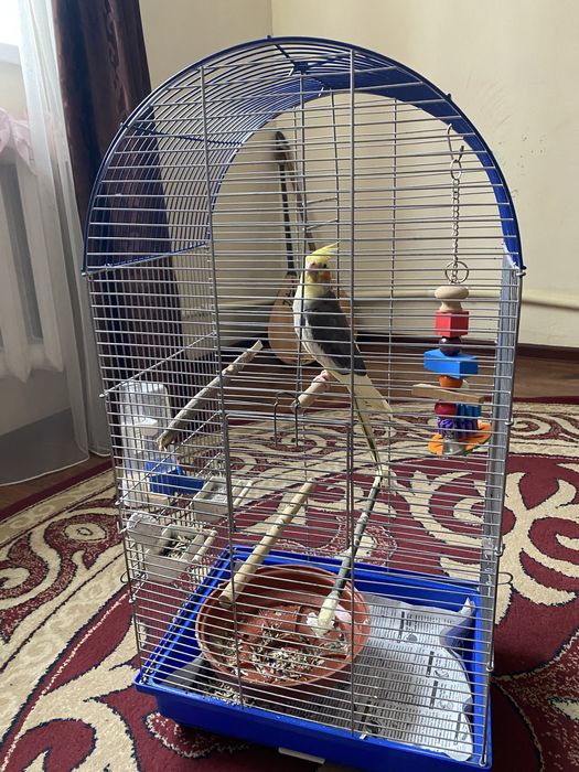 попугай,корелла клетка в подарок