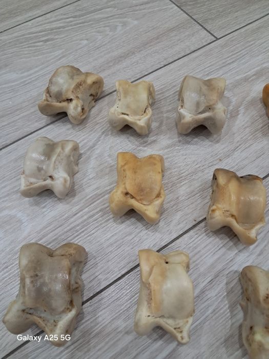 Асыки бараньи и жеребят продам.