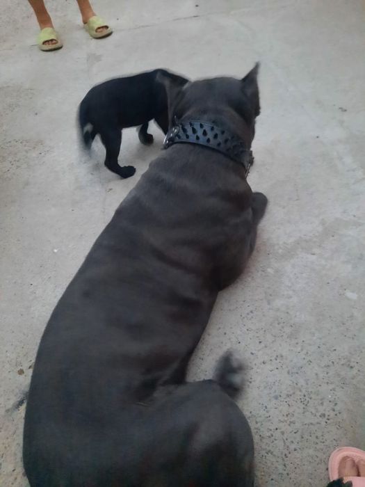 Вязка Кане Корсо