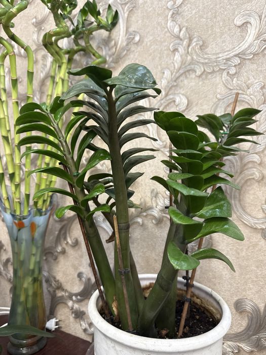 Домашние цветы. Бамбук 80-100 см