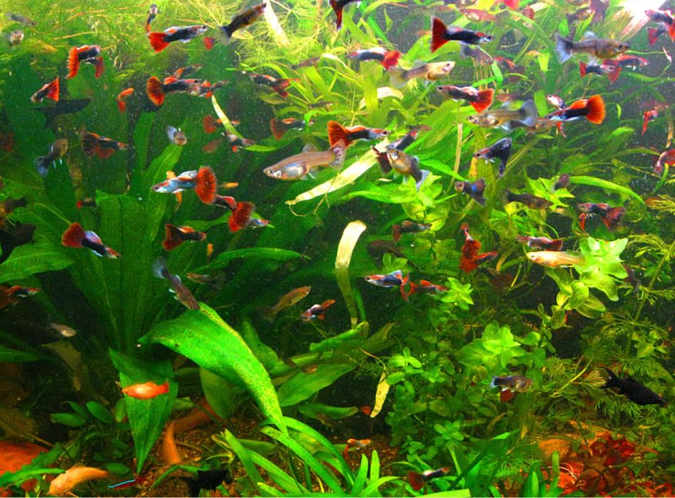 Рыба гуппи, рыбка гуппи, Гуппи, рыбы гуппи, аквариумная рыба гуппи