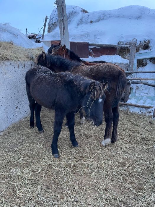 Жабагылар сатылады