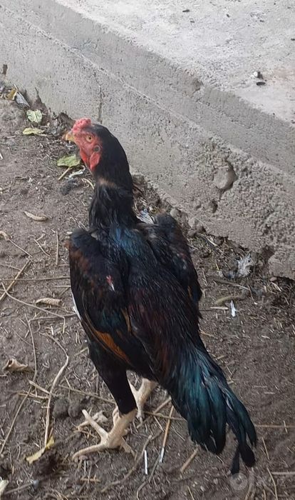 Zotka juja sotiladi faqat zotka yapon tozaladan