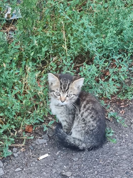 Отдам котят бесплатно