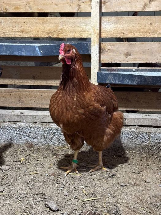 Ханхяп тухумлариги заказ оламиз