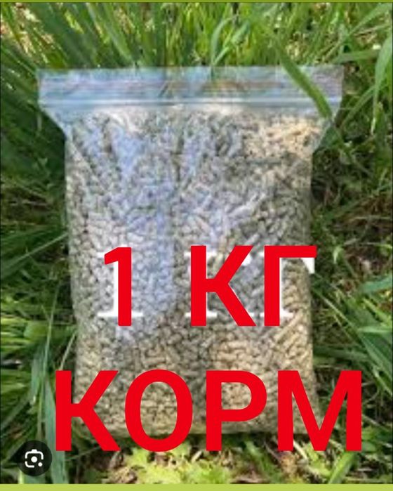 Дикаративный карликовый кролики